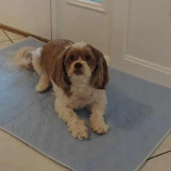 3Pk 18x24 Blue Indicator Washable Puppy Potty Pee Pads