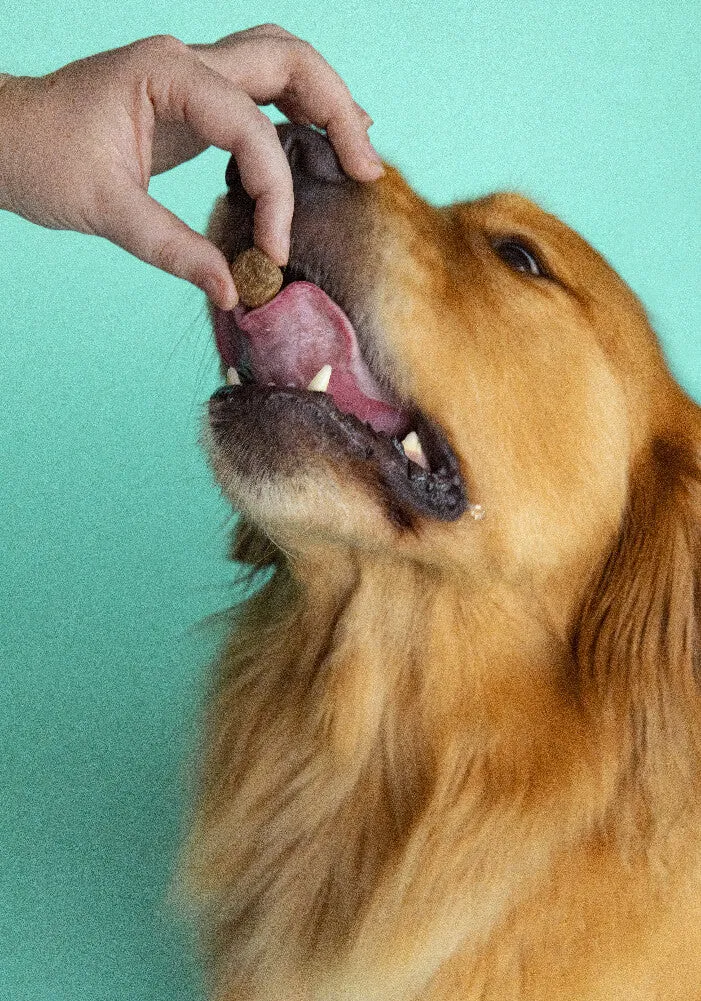 Calming Supplement - 90 Chews