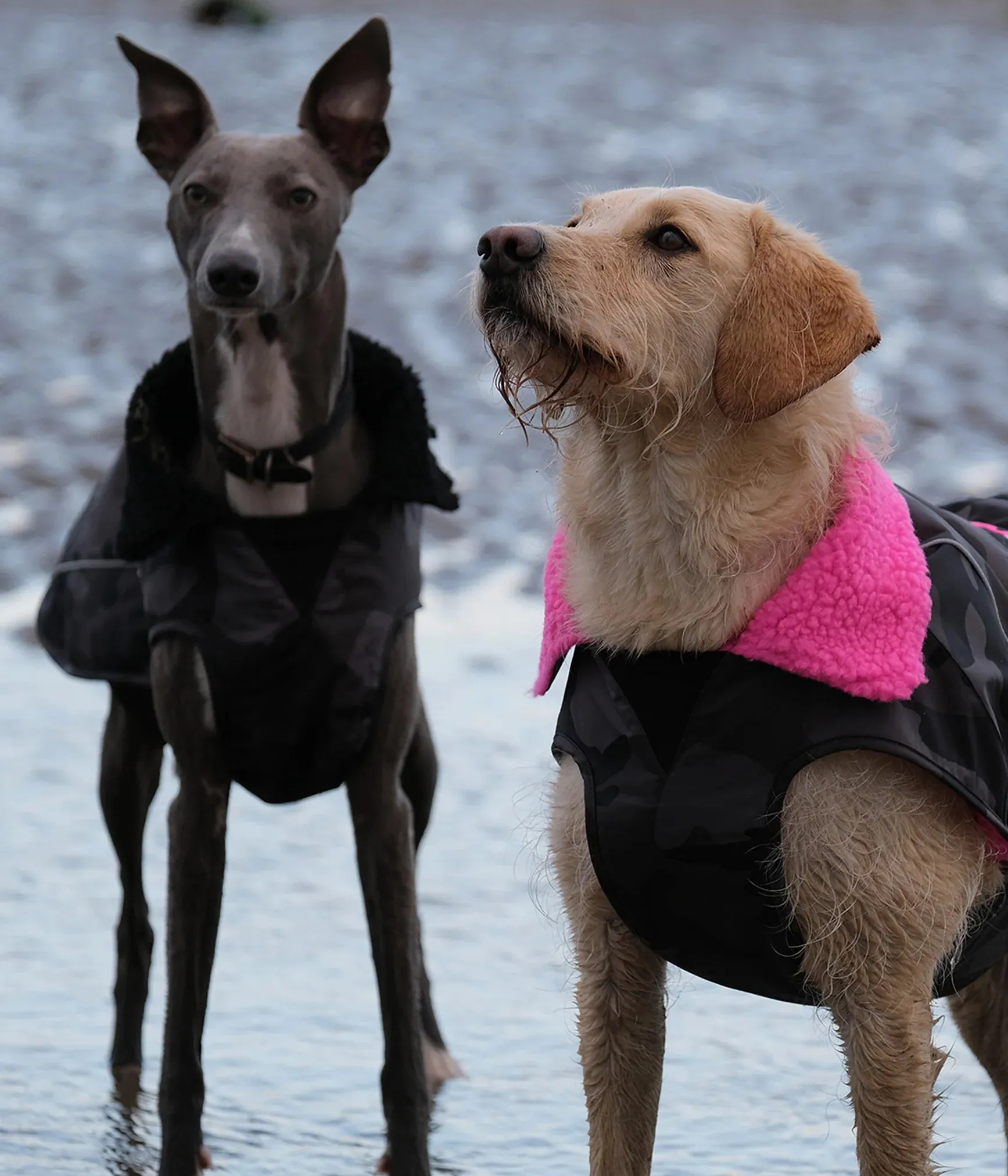 Dryrobe Dog Coat - Black Camo and Pink