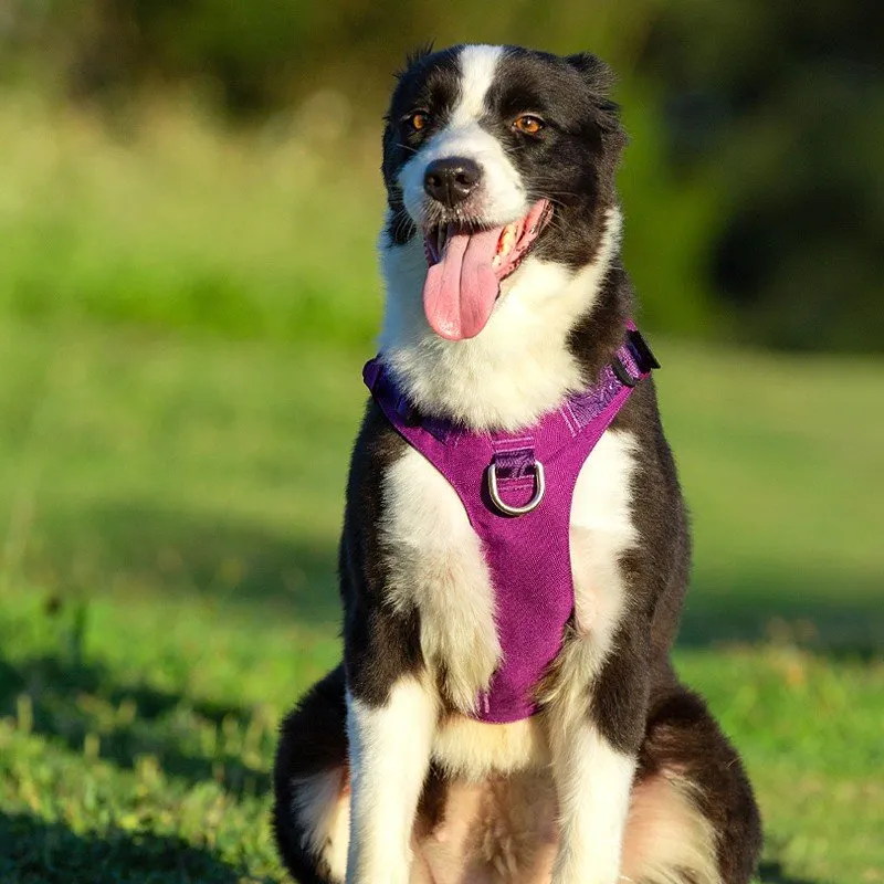 Escape Proof Waterproof Dog Harness Black XS, Whinhyepet