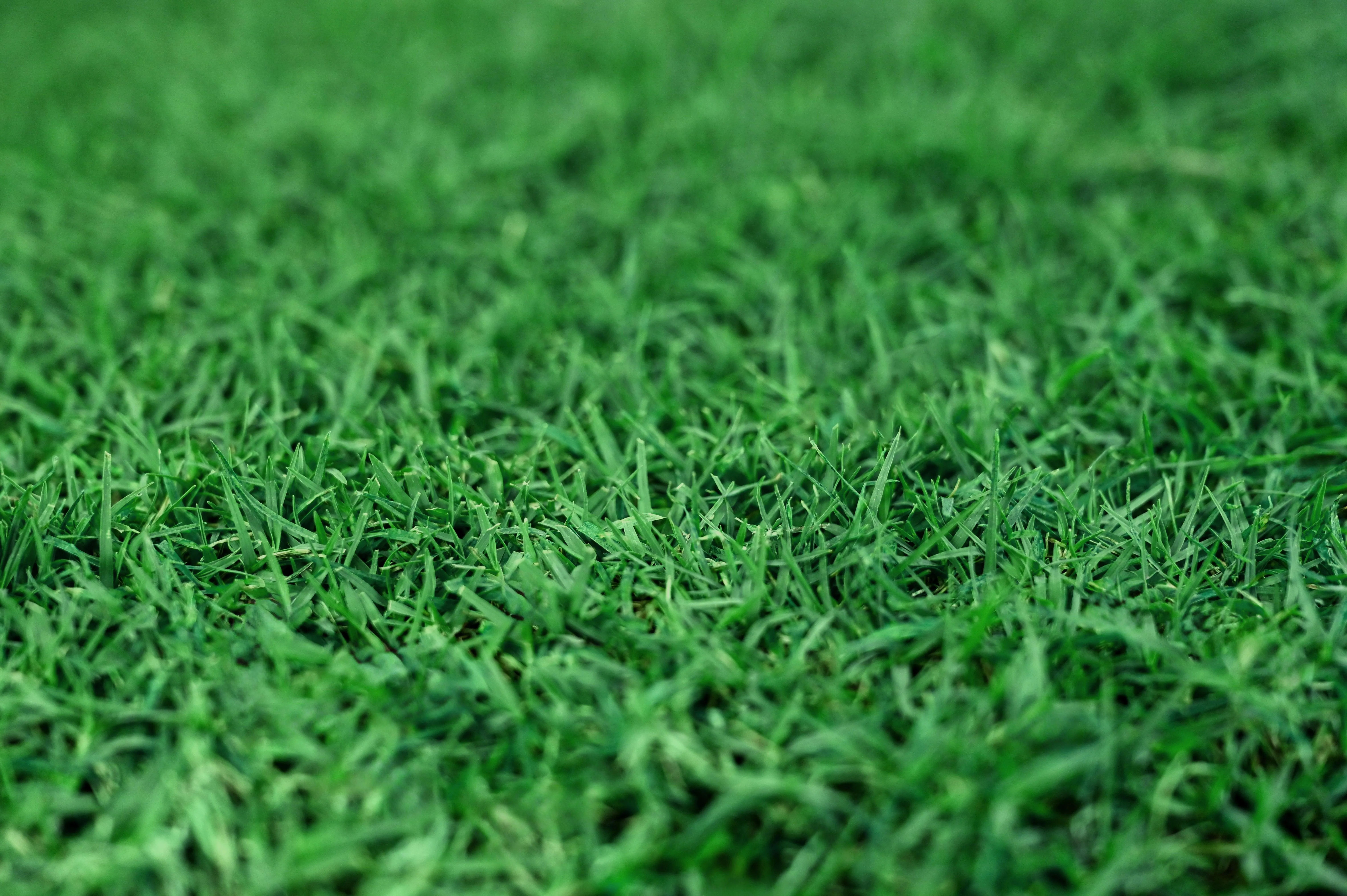 Gotta Go Grass® Single Pack Grass With Tray 16" x 24"