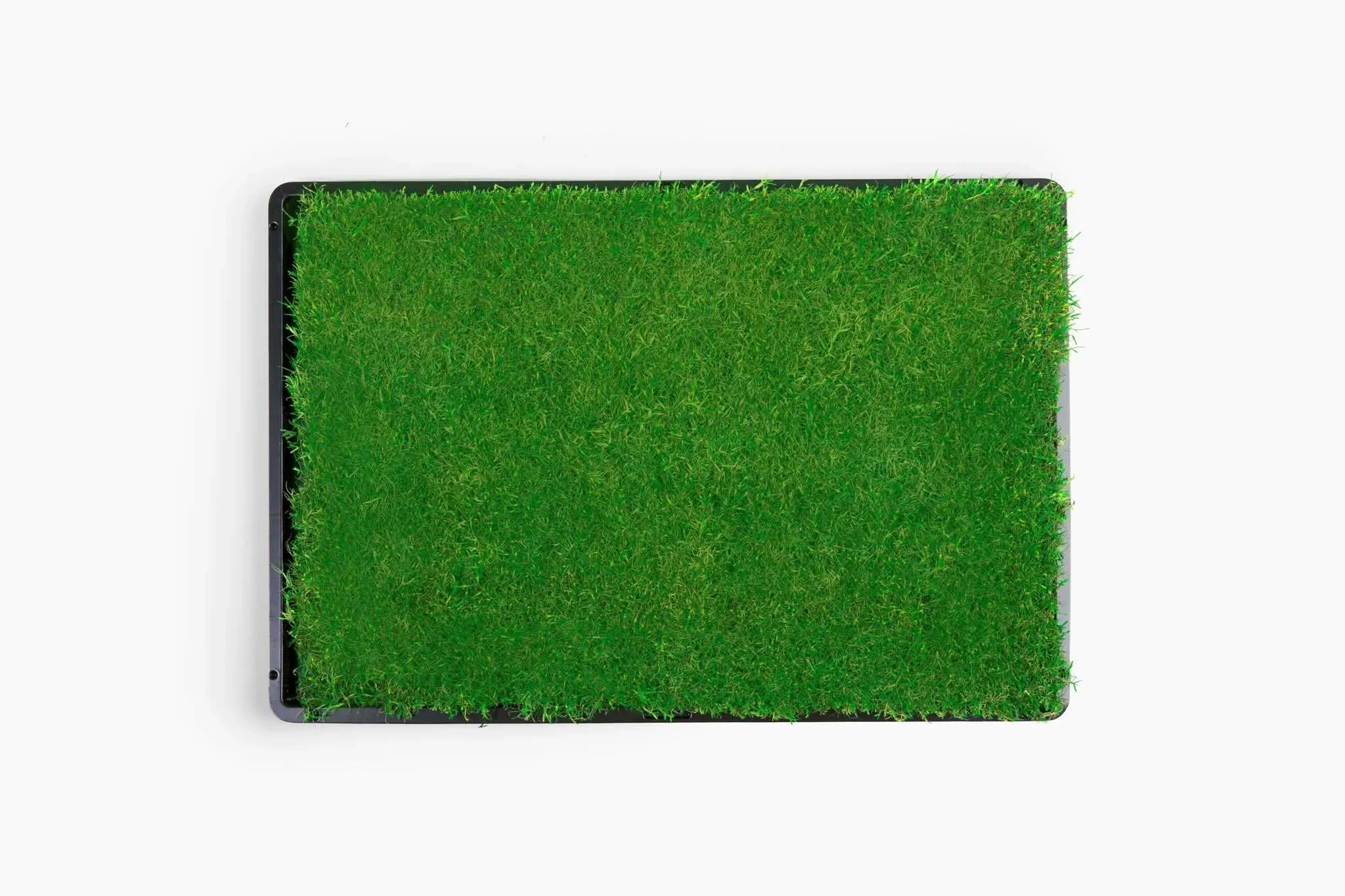 Gotta Go Grass® Single Pack Grass With Tray 16" x 24"