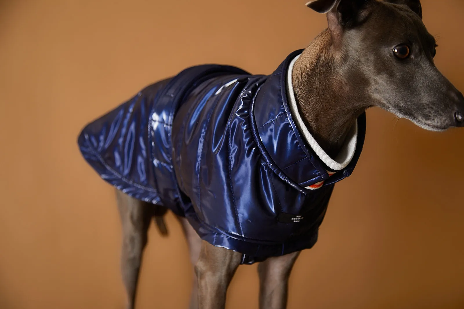 Italian Greyhound / Whippet Blue Waterproof Turtleneck Jacket RUE