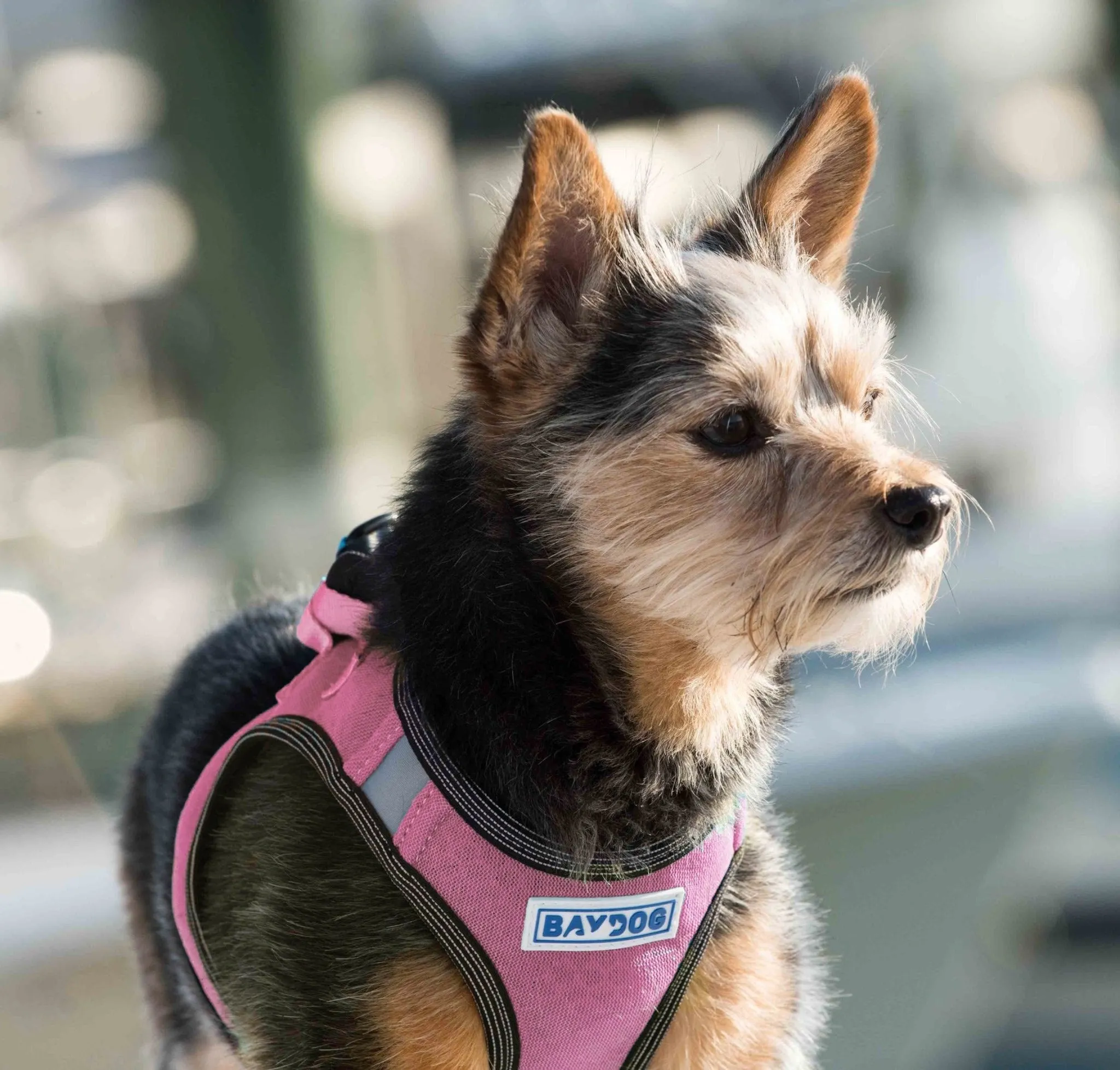 Liberty Bay Dog Harness