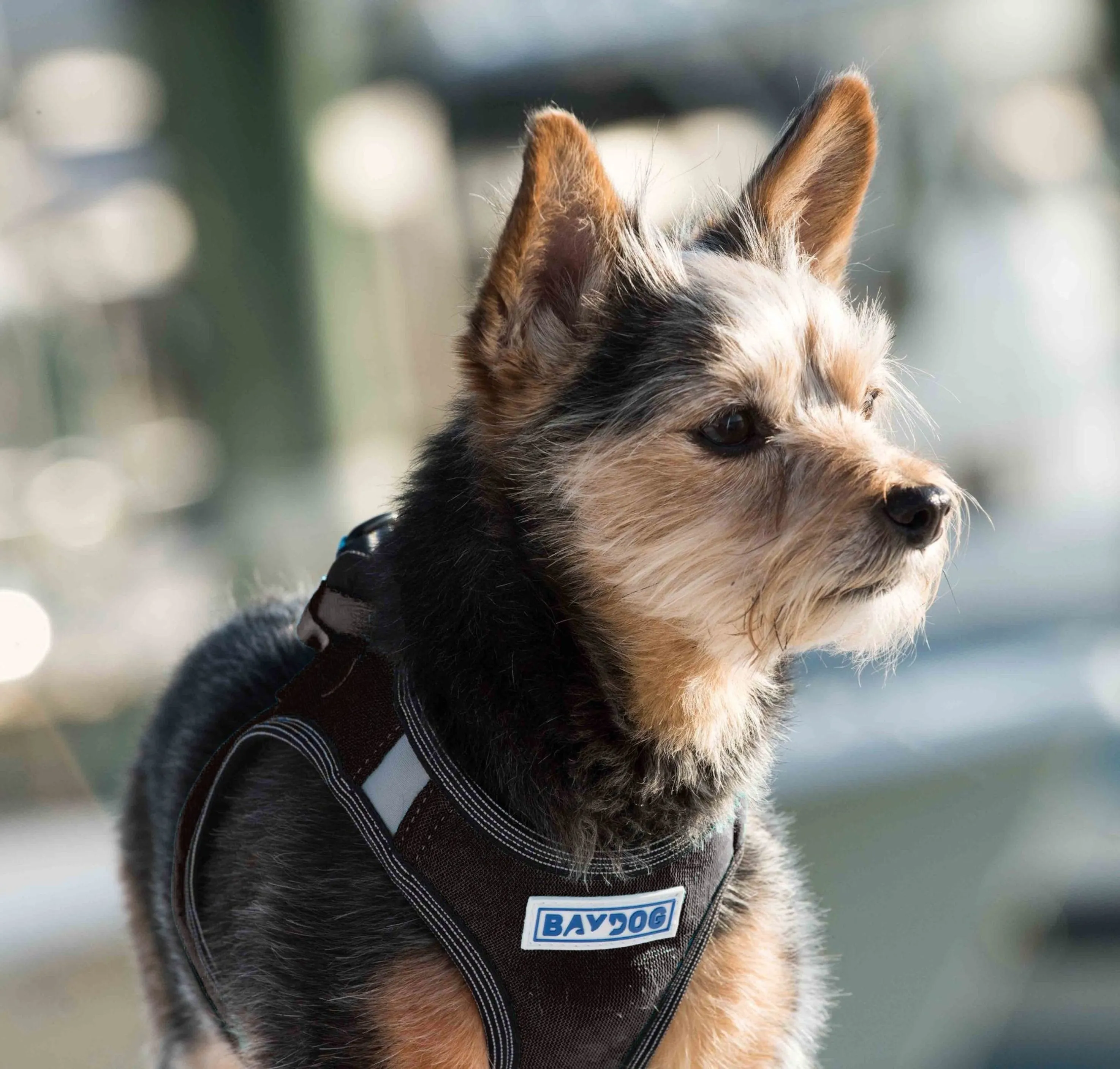 Liberty Bay Dog Harness