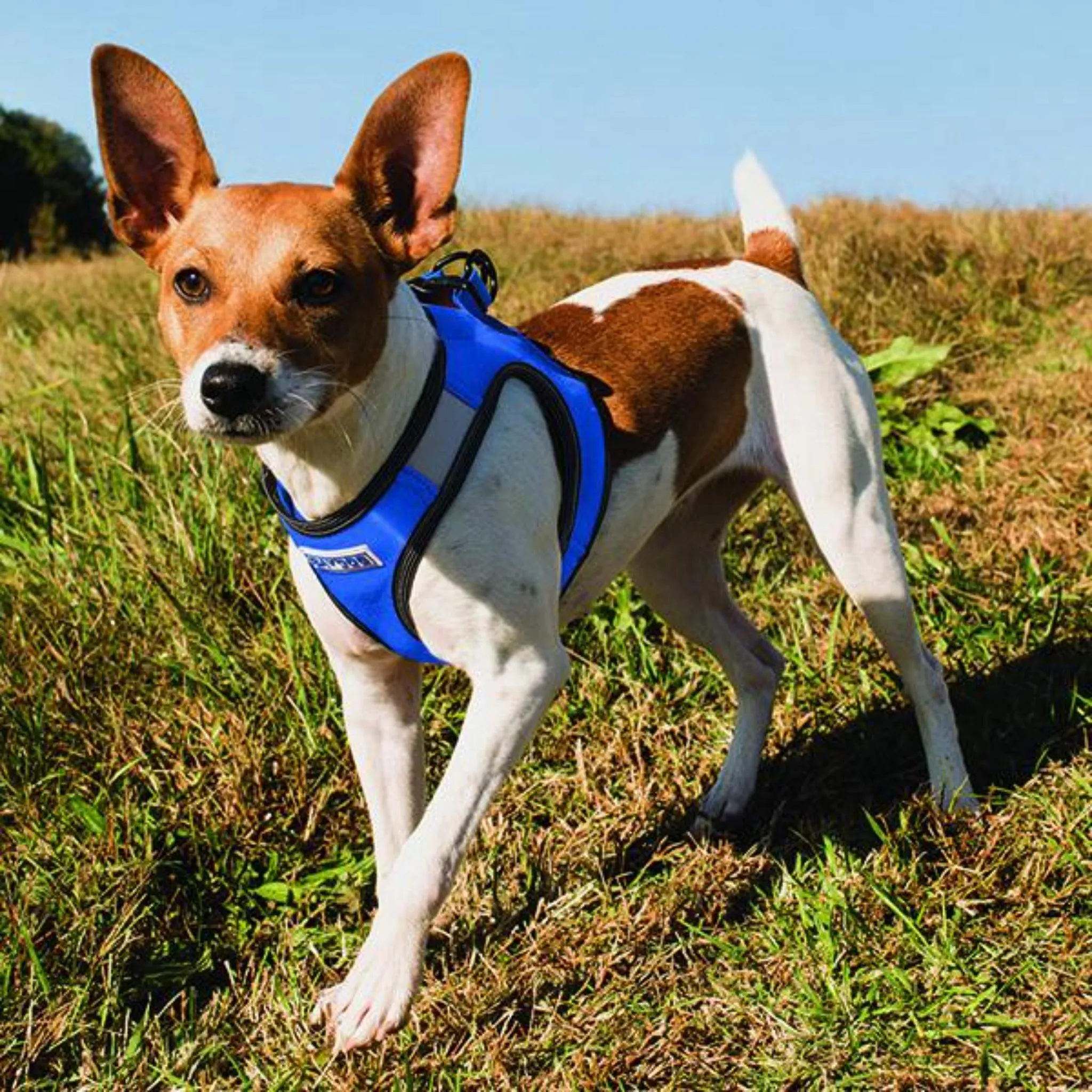 Liberty Bay Dog Harness