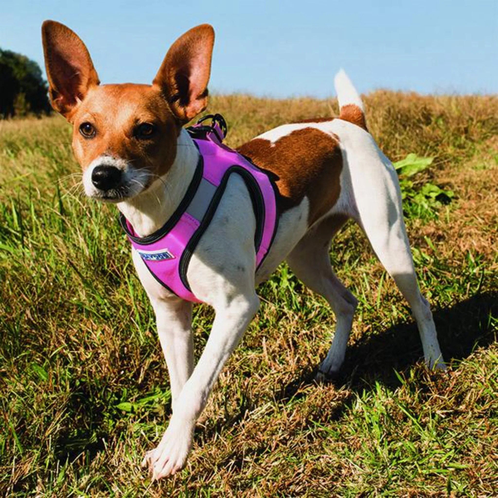 Liberty Bay Dog Harness