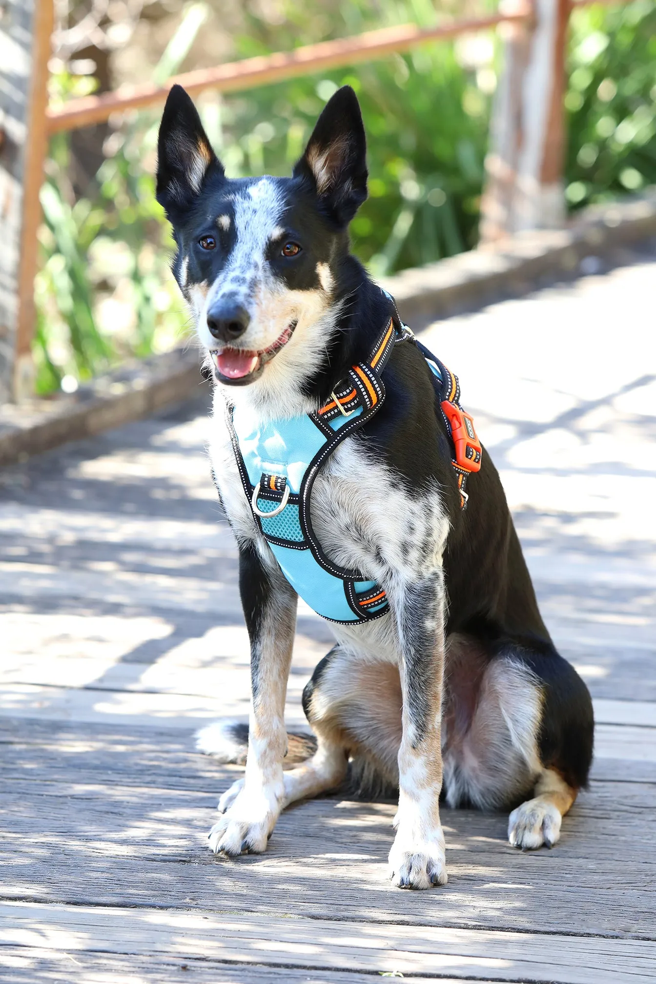 Neotech Harness - (Neon High Vis) Beethoven