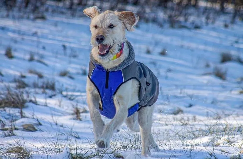 Shedrow K9 Chinook Dog Coat - Blue and Grey (discontinued)