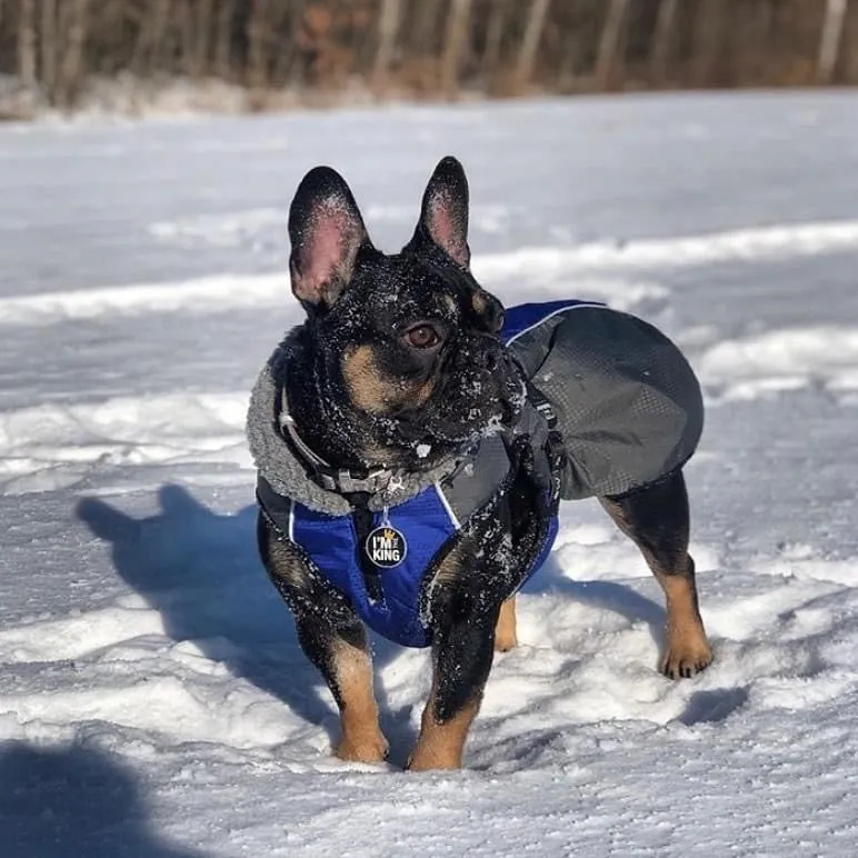 Shedrow K9 Chinook Dog Coat - Blue and Grey (discontinued)