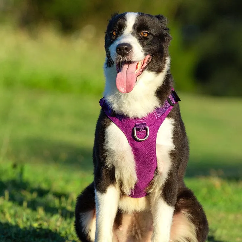 Whinhyepet Dog Harness Purple L